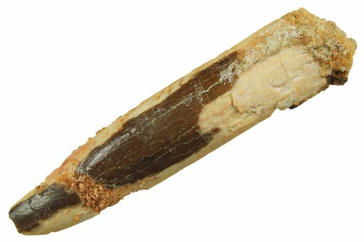 Bargain, Fossil Sauropod Dinosaur (Titanosaur) Tooth - Morocco #298681